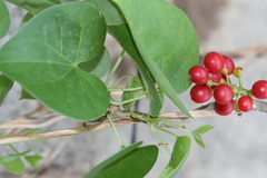 Tinospora cordifolia